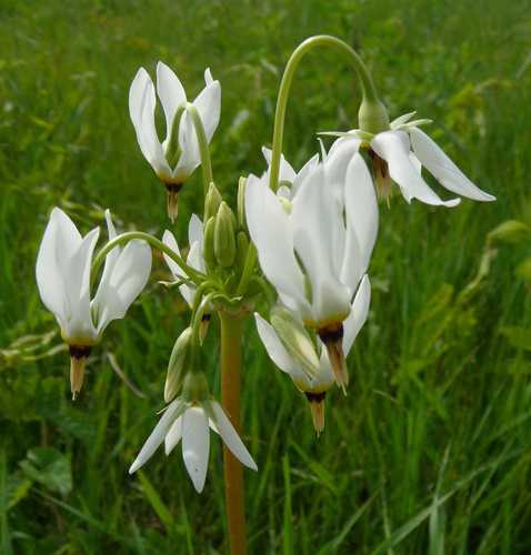 eastern shooting star