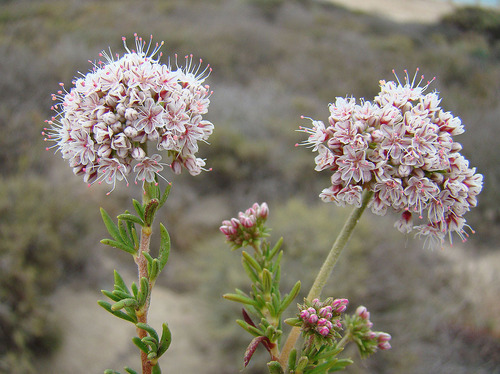 California Buckwheat
