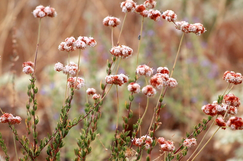 California Buckwheat