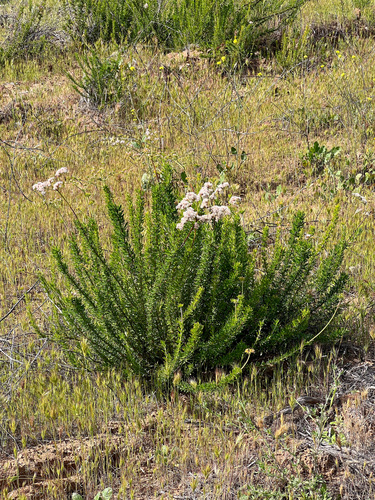 California Buckwheat