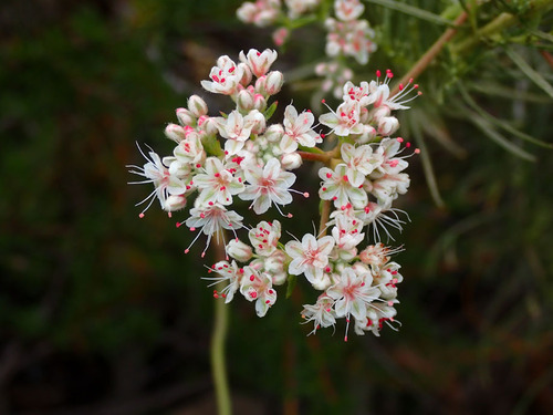 California Buckwheat