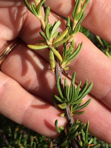 California Buckwheat