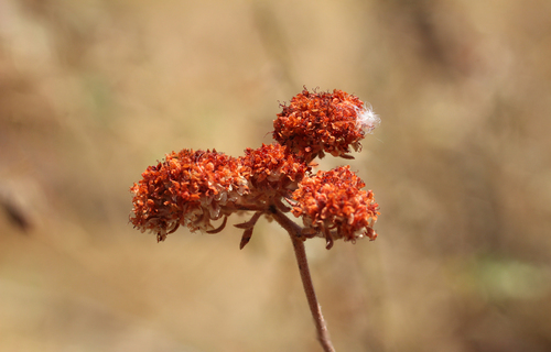 California Buckwheat