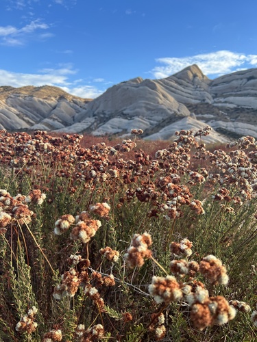 California Buckwheat