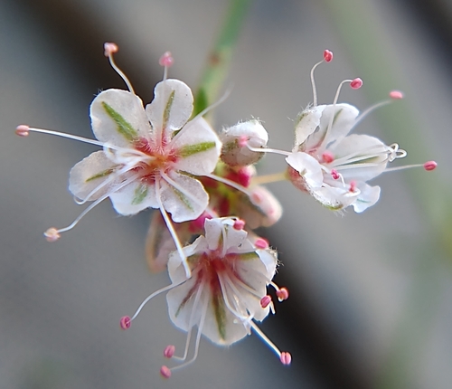 California Buckwheat