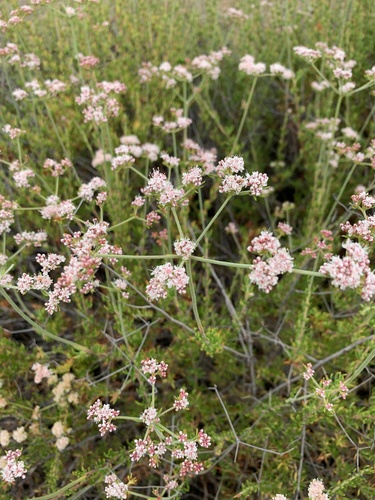 California Buckwheat
