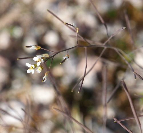 mouse-ear cress
