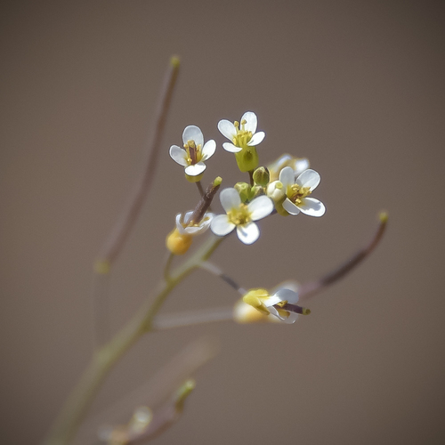 mouse-ear cress