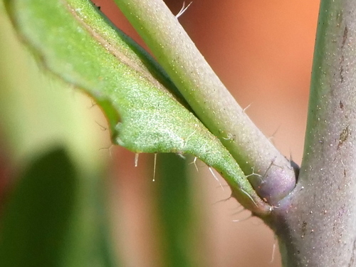 mouse-ear cress