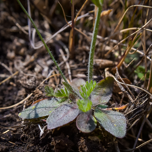 mouse-ear cress