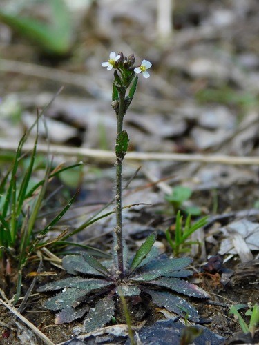 mouse-ear cress