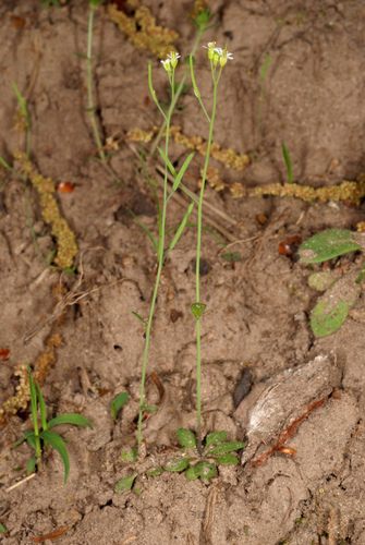 mouse-ear cress