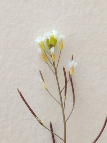 mouse-ear cress