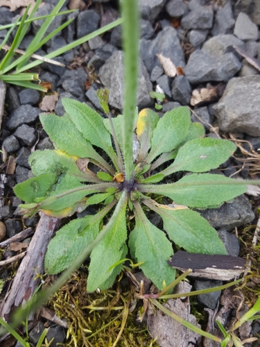 mouse-ear cress