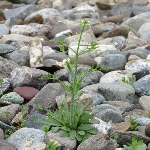 mouse-ear cress