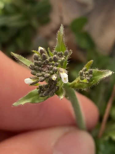 mouse-ear cress