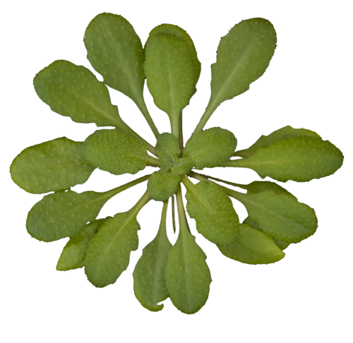 mouse-ear cress