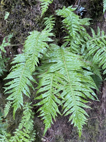 licorice fern