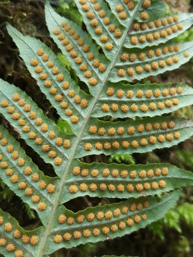 licorice fern