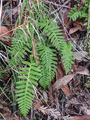 licorice fern