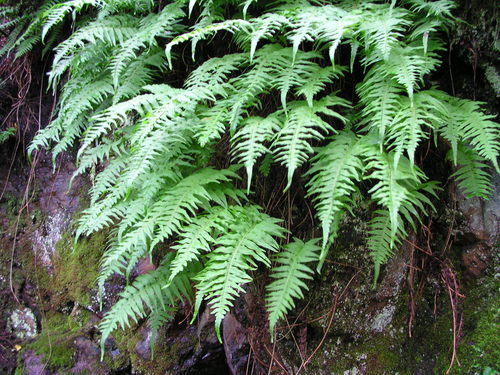 licorice fern