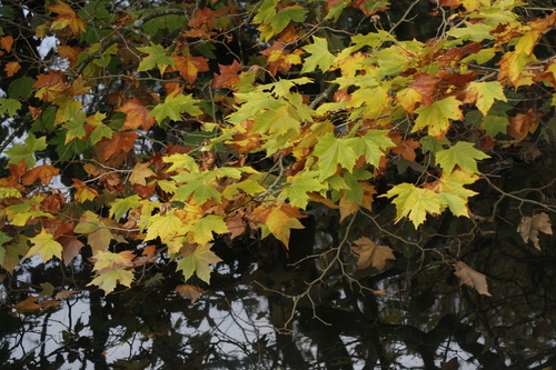 London Plane