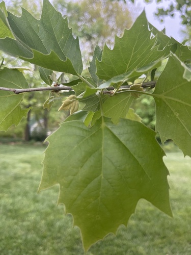 London Plane