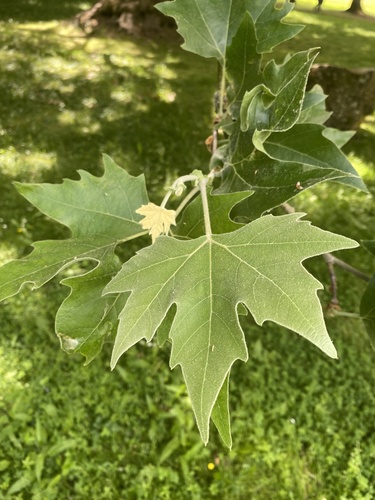 London Plane