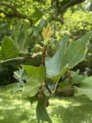 London Plane