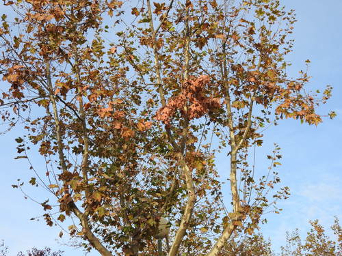 London Plane