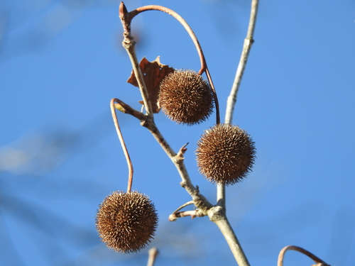 London Plane