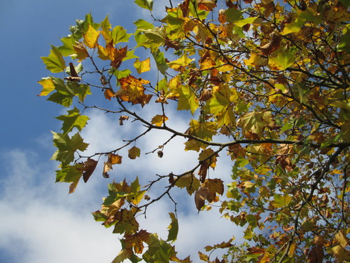 London Plane