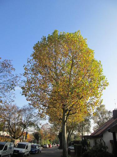 London Plane