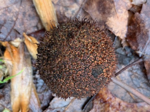 London Plane