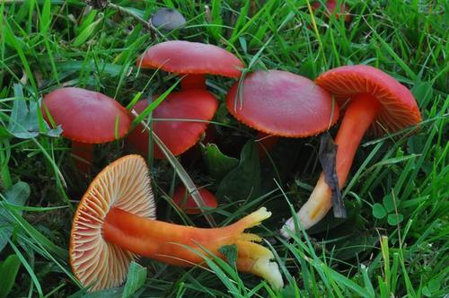 Scarlet Waxy Cap