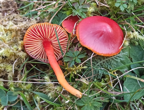 Scarlet Waxy Cap