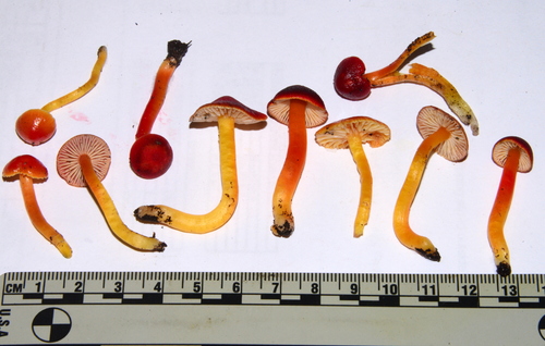 Scarlet Waxy Cap