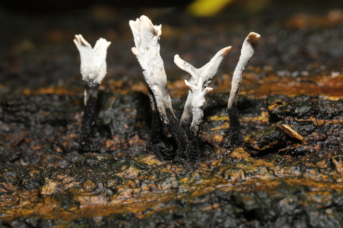 Candlesnuff Fungus