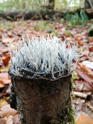 Candlesnuff Fungus