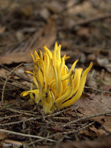 Golden Spindles