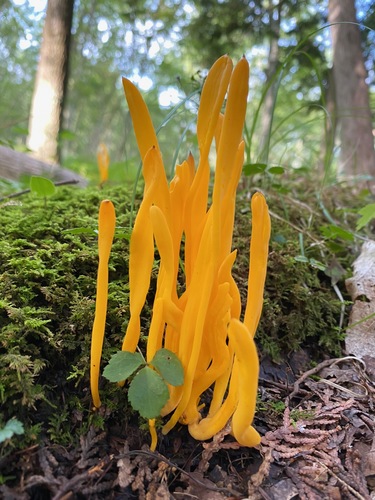 Golden Spindles