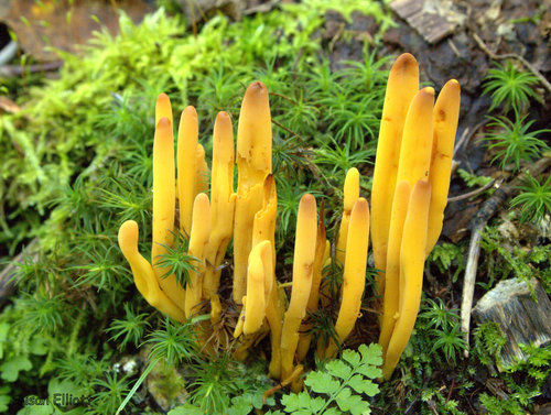 Golden Spindles