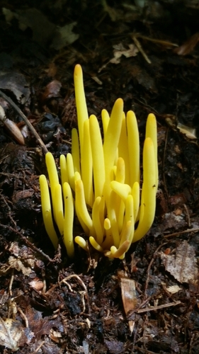 Golden Spindles