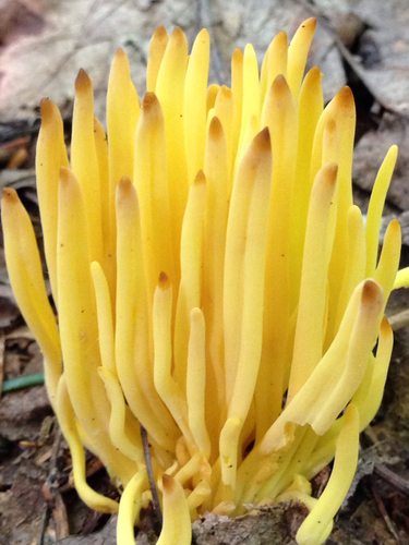 Golden Spindles