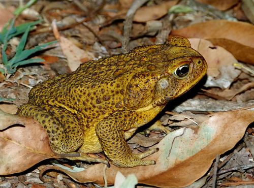 Cane Toad