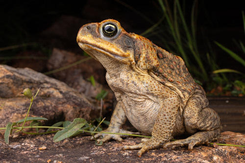 Cane Toad