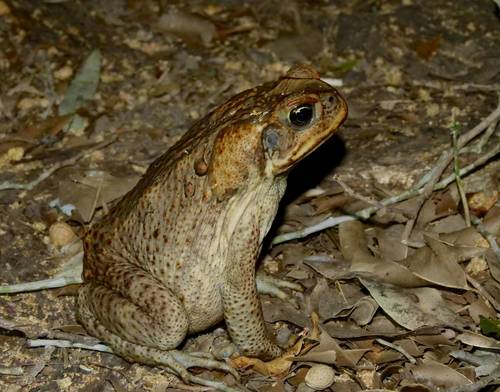 Cane Toad