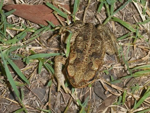 Cane Toad