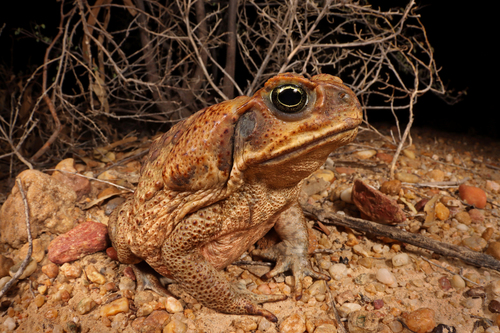 Cane Toad