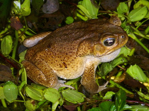 Cane Toad